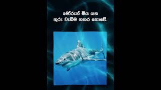 ඔබ දන්නවාදdark zone [upl. by Raseda]