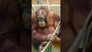 Adorable Baby Orangutan Gazing At Her Brother monkey orangutan zoo [upl. by Amr]