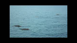 Cuviers beaked whale Ziphius cavirostris [upl. by Takken]