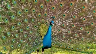 Peacock Dance Display  Peacocks Opening Feathers HD amp Bird Sound [upl. by Eustasius]