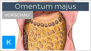 Omentum majus Anatomie und Funktion Vorschau Â Kenhub [upl. by Sineray]