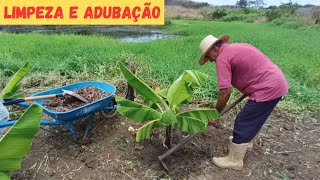 Limpeza e Adubação das Nossas Bananeiras no Sítio Vejam só Nosso Trabalho de Hoje vidanaroça [upl. by Wehtta]