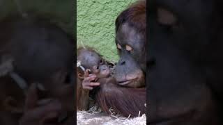 Adorable Baby Orangutan Cuddles With Mom  Heartwarming Moments [upl. by Rizika636]