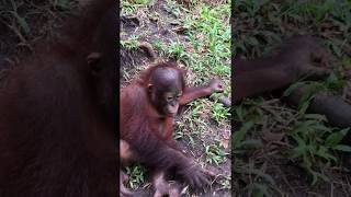 Cute Baby Orangutans  Rescued in Borneo [upl. by Averell]