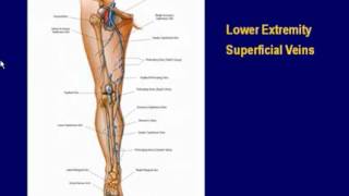 Lower Extremity Veins Techniques and Interpretation with How To Demonstration [upl. by Akerdnuhs]