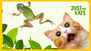 RANAS PARA GATOS [upl. by Noloc]