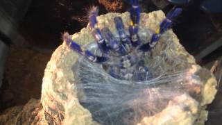 Gooty Sapphire Ornamental Poecilotheria Metallica feeding [upl. by Ahsirek749]