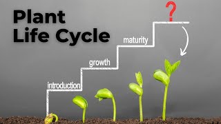 From Seed to Bloom Understanding the Plant Life Cycle [upl. by Esila]