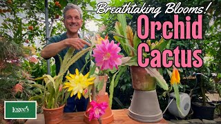 Orchid Cactus  Breathtaking Blooms [upl. by Rubbico]