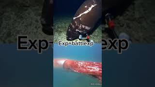 Pacific sleeper shark vs giant squid [upl. by Viva977]