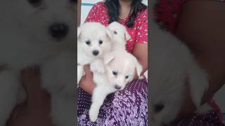 💞Good quality Spitz 1 Female 2 male puppy available RS 💞pH 9539951338 [upl. by Annibo]