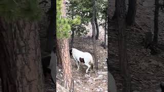 Las Vegas scenic chair ride at Lee Canyon with Mahi we actually saw wild horses at 9000 feet 😀 [upl. by Leann]