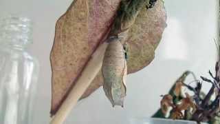 Chalcid Wasp Parasitism On Autumn Leaf Butterfly [upl. by Christel]