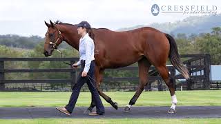 LOT 153 EXCEED AND EXCEL x MISS LEONIDAS FILLY [upl. by Cychosz]