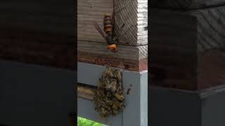 Wasp Disrupts Busy Beehive and Flees with 3 Bees [upl. by Hedaza304]