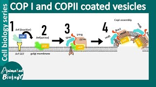 COP II and COP I vesicle mediated vesicle transport between ER and Golgi [upl. by Ennazor86]