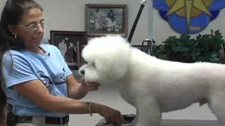 Super Styling Sessions DVD Series  The Bichon Frise [upl. by Eniroc364]