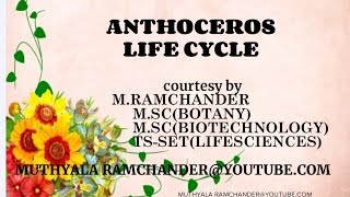 Anthoceros life cycle [upl. by Nemaj529]