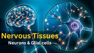 Nervous tissue  Nervous tissue histology  Nervous tissue anatomy and physiology [upl. by Mcmath]