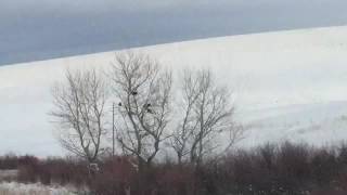 Wild turkeys flying off of the roost Umatilla Reservation [upl. by Alenairam]