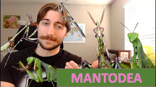 Mantodea The Mantids  Order Spotlight [upl. by Nehtanhoj]