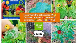 Traitez vos tomates 🍅 contre le mildiou ou lOïdium 😡 avant quil ne soit trop tard [upl. by Kleon655]