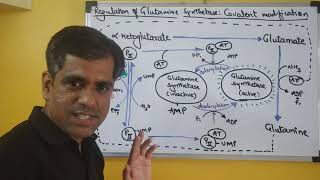 Regulation of Glutamine Synthetase I Prof Kukreja Girish P I covalent modification [upl. by Kissie390]