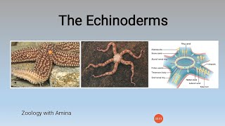 General characteristics of phylum Echinodermata  Zoology with Amina [upl. by Ahsaekal]