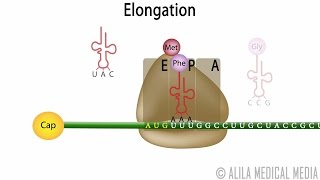 Eukaryotic Translation Protein Synthesis Animation [upl. by Vincenz649]