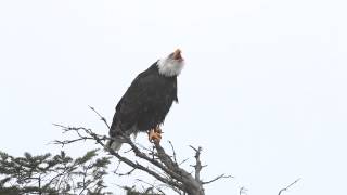 Bald Eagle Calling to Her Mate [upl. by Vail]