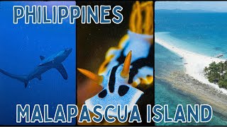 Scuba Diving The Philippines  Malapascua Island malapascua scubadiving [upl. by Netsoj]