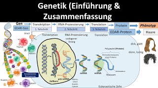 Genetik Einführung  Zusammenfassung 12  Abitur Biologie Genetik Oberstufe [upl. by Essex]