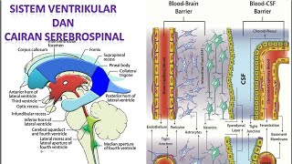 Video 55 Sistem Ventrikular dan Cairan Serebrospinal [upl. by Ecydnac]