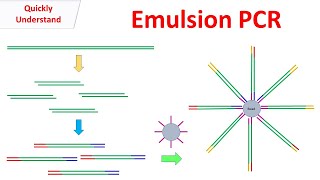 Emulsion PCR [upl. by Bushore]