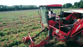 Tomato harvester one row  Raccoglipomodoro monofila  Corima [upl. by Rehpotsirh]