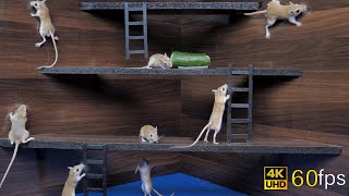 Cat Tv games for cats to watch cute mice hide amp seek and play on screen 4k UHD 8 hours [upl. by Candida743]