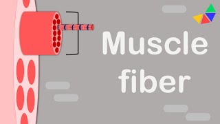 Skeletal Muscle Anatomy [upl. by Daveta465]