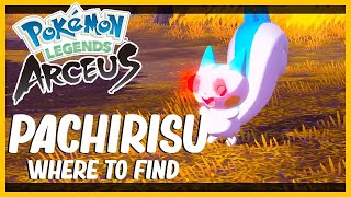 Pachirisu Location and Where To Catch it in Pokémon Legends Arceus [upl. by Calmas]