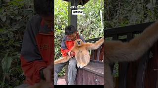 This gibbon gets along well with humansanimals [upl. by Cyprus807]