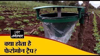 क्या होता है फेरोमोन ट्रैप  How to use Pheromone Trap for pest control [upl. by Bertha]