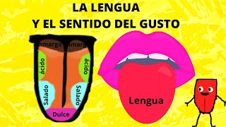 LA LENGUA Y EL SENTIDO DEL GUSTO PARA NIÑOS LA LENGUA EN ESPAÑOL EL SENTIDO DEL GUSTO EN ESPAÑOL [upl. by Panaggio]