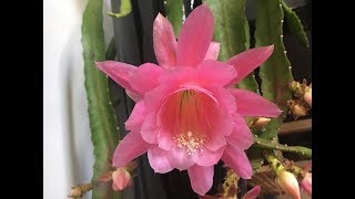 How to propagate Orchid cactus Epiphyllum [upl. by Cannon]