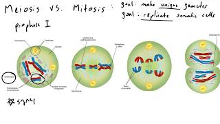 Meiosis vs Mitosis [upl. by Natale]