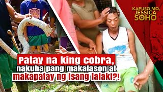 Patay na king cobra nakuha pang makalason at makapatay ng isang lalaki  Kapuso Mo Jessica Soho [upl. by Haland]