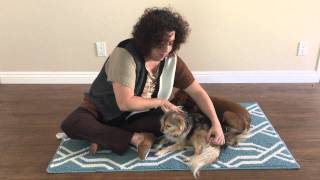 Animal Massage Tips [upl. by Grosz]