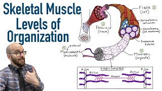 Skeletal Muscle Levels of Organization  Filament Basics [upl. by Aven]