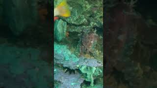 Giant Cutlefish predation on Wrasse predator cutlefishattack giantcutlefish [upl. by Wiley27]