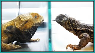 Disabled Bearded Dragon Meets amp Reacts to Other Reptiles [upl. by Ereynihc303]