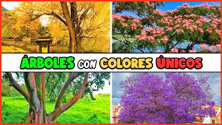 10 ÁRBOLES con COLORES ÚNICOS que debes CONOCER [upl. by Leelahk]