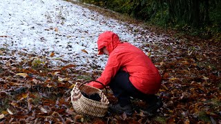 ENVIRONNEMENT  Bien cueillir pour mieux prévenir  les conseils dun mycologue local [upl. by Victorine600]